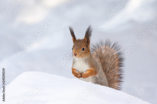 Tapety artystyczne squirrel snow winter