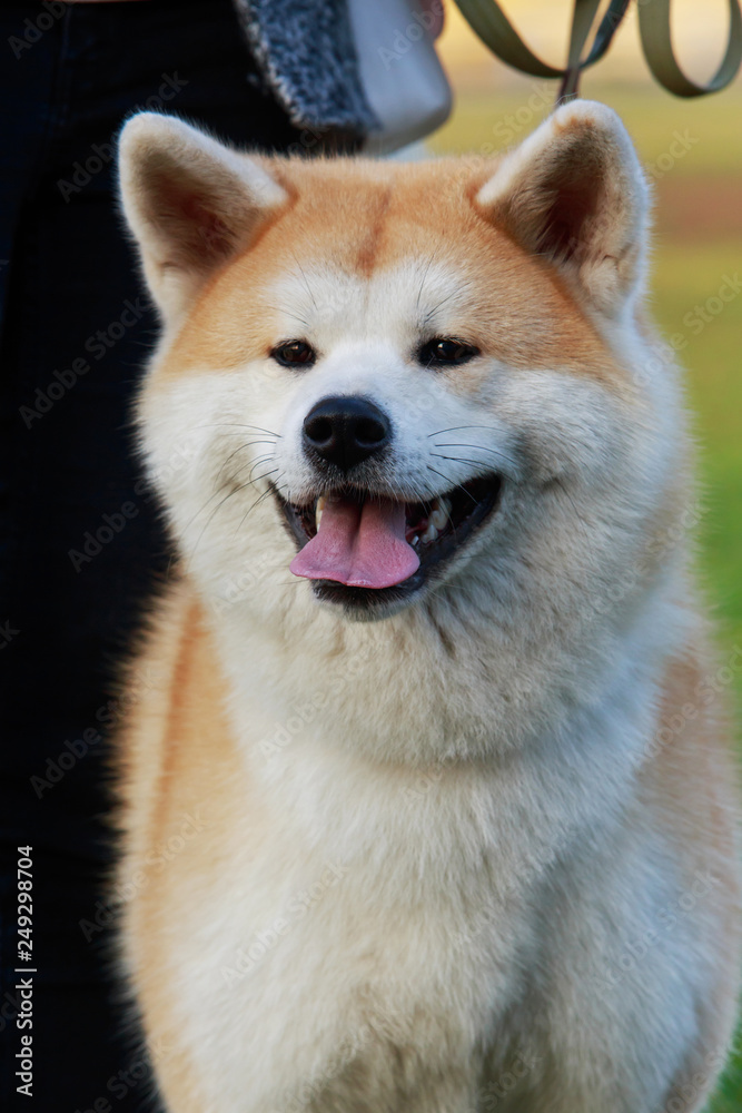 Dog breed Akita Inu