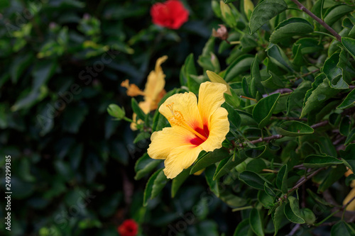 Flower blooming in Chichijima - Hibiscus