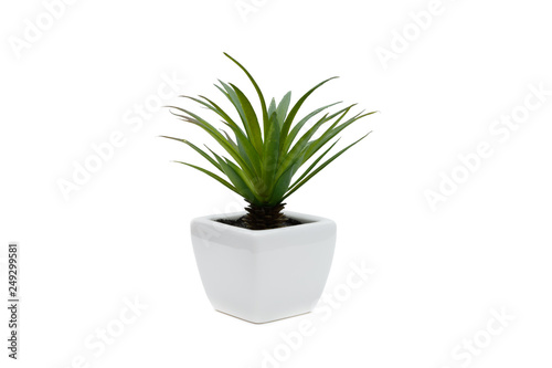 green flower in a pot, isolated on white