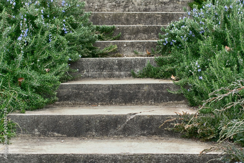 Old concrete staircase with coniferous shrubs with flowers © Татьяна Каркоцкая