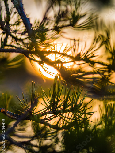 sunset in forrest