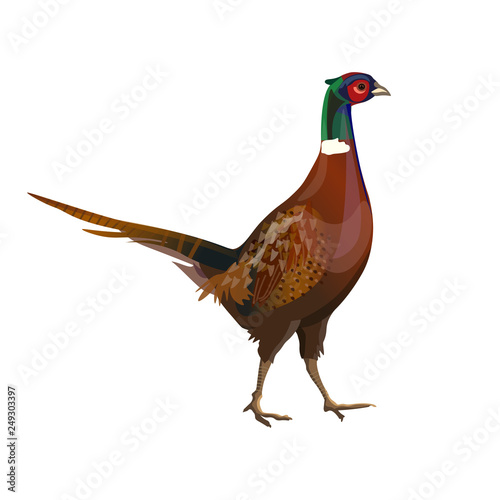 Male ring-necked pheasant