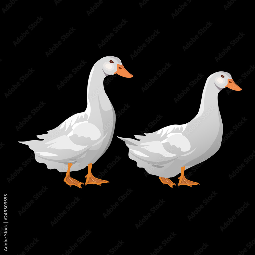 Domestic white ducks