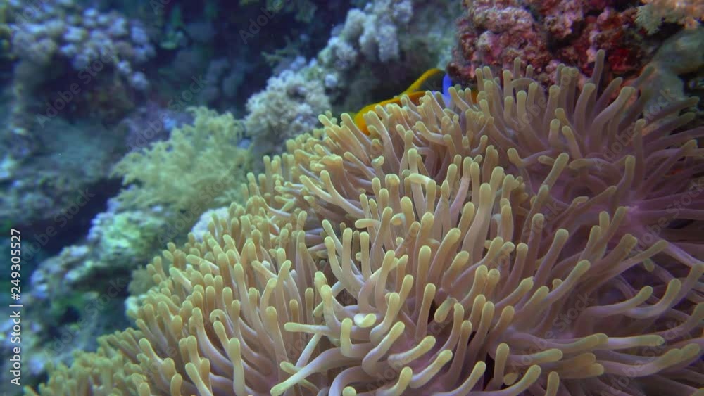 Clown Fish On Anemone Underwater View Red Sea Egypt Clown Fish On Anemone Underwater View Red Sea Egypt