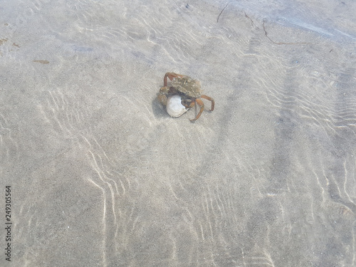 crab eats mussel