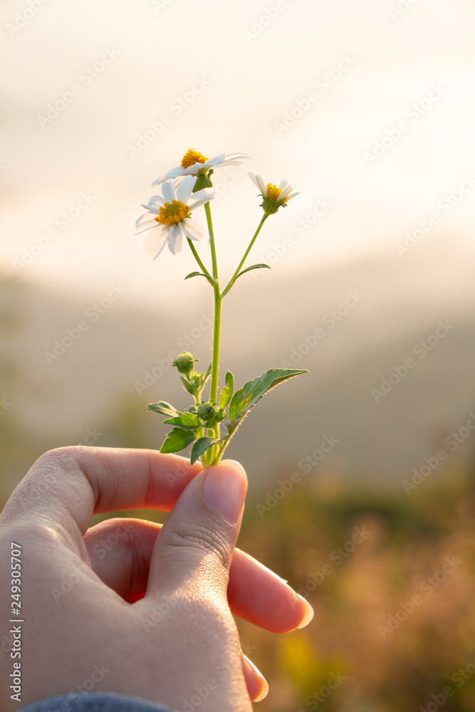 White little flower on woman hand with morning sunlight.