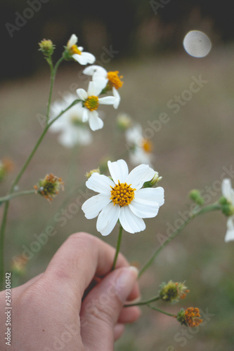 White little flower on woman hand.