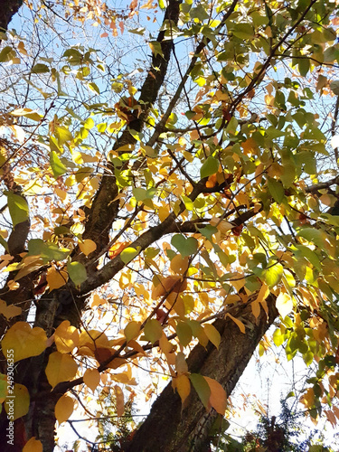 leaves in the sun