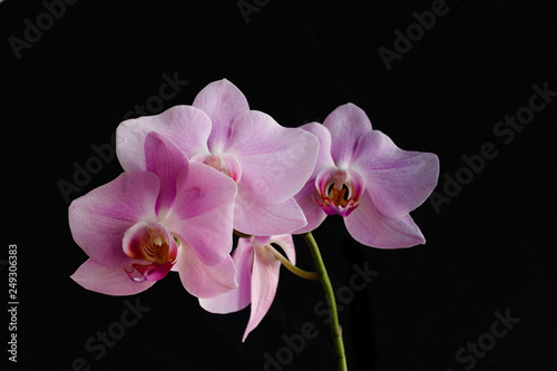 Pink Orchid on a black background.
