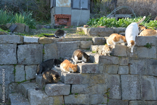 Cats of aosima in Ozu City, Ehime Prefecture, Japan