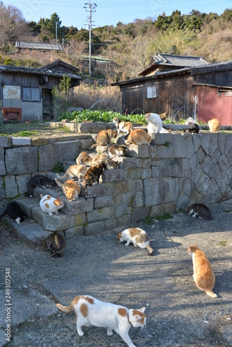 Cats of aosima in Ozu City, Ehime Prefecture, Japan photo