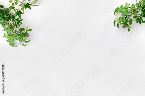 Plante retombante verte sur fond blanc
