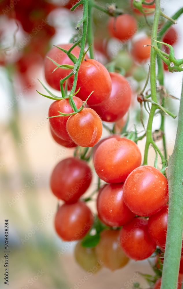 Organic red cherry tomatoes growing in greenhouse