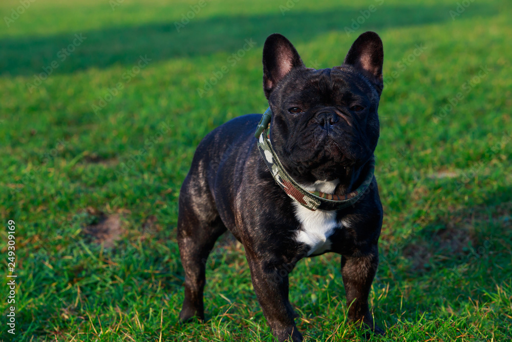 Dog breed French Bulldog