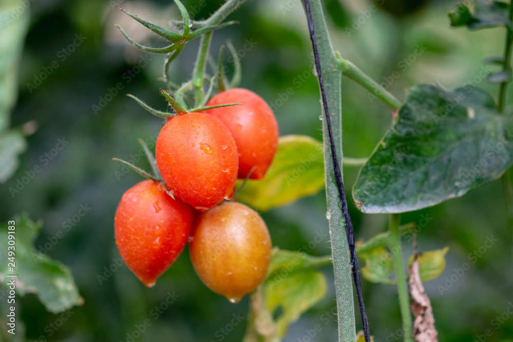 Organic red cherry tomatoes growing in greenhouse