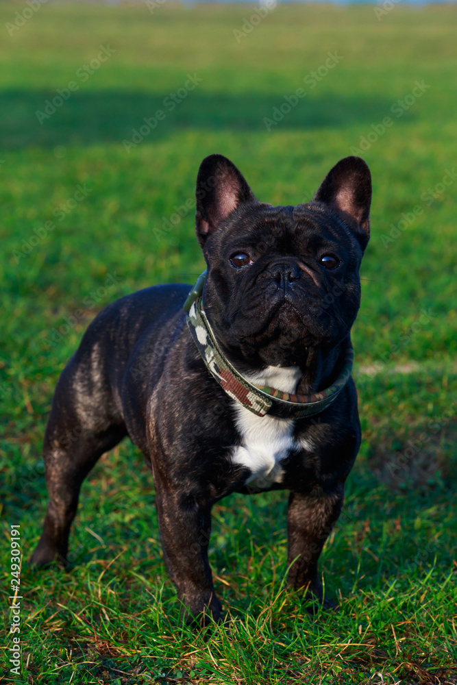 Fototapeta premium Dog breed French Bulldog