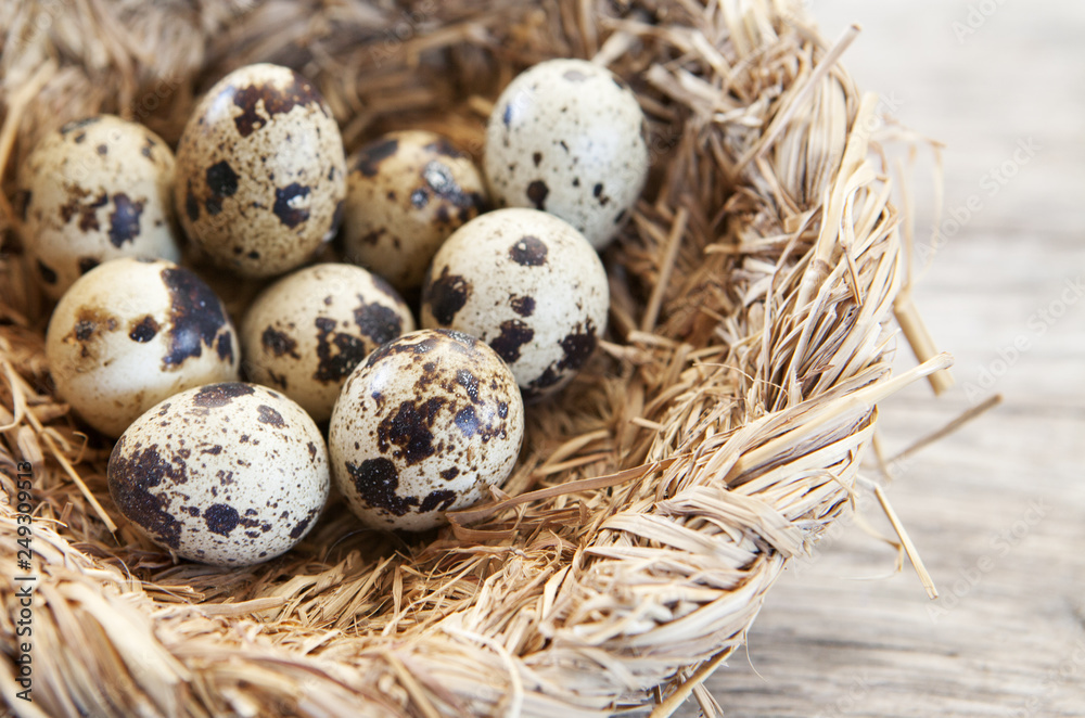 oeufs de caille oeufs de caille
