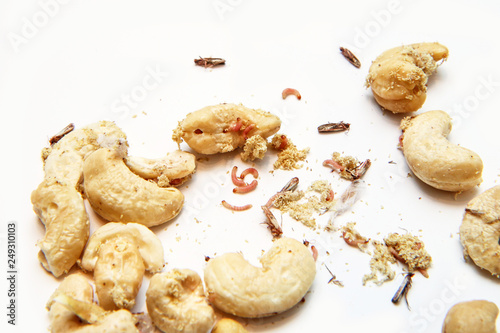 A picture of cashew nuts infested with caterpillars and butterflies of the meal moth. Isolated on a white background. 