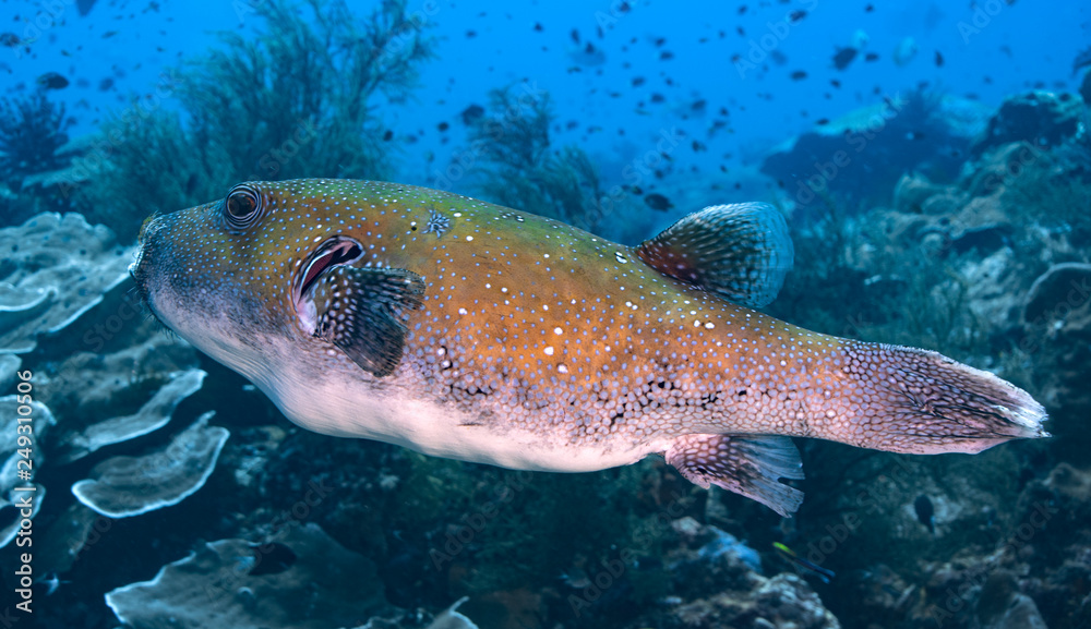 Naklejka premium Close-up of big Pufferfish at reef, Raja Ampat, Indonesia