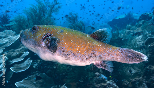 Close-up of big Pufferfish at reef, Raja Ampat, Indonesia