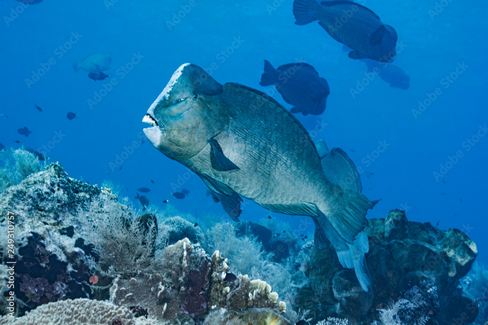Fototapeta premium School of Bumphead parrotfish, Indonesia