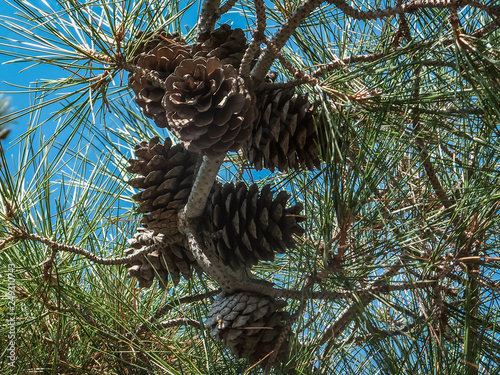 Dark brown old pine cones on branch pine Stankevich (Pinus brutia stankewiczii).Pinus brutia var. stankewiczii is endemic of the Crimea. photo