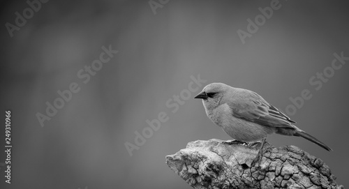 Bay winged Cowbird, Patagonia, Argentina