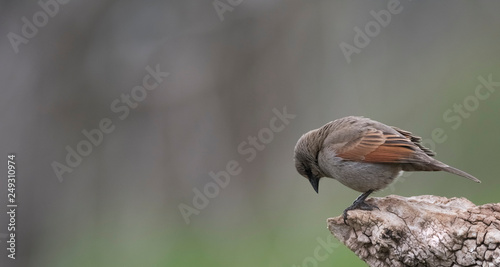 Bay winged Cowbird, Patagonia, Argentina photo