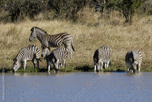 Herd of zebras in the African savannah