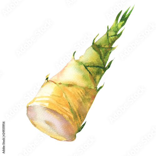 Fresh bamboo shoot isolated, vegetarian food, spring young bamboo, hand drawn watercolor illustration on white background