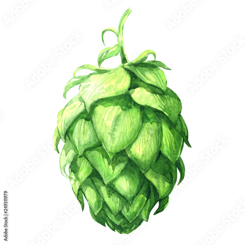 Fresh green hop, brewery of beer production, close-up isolated plant, hand drawn watercolor illustration on white background photo