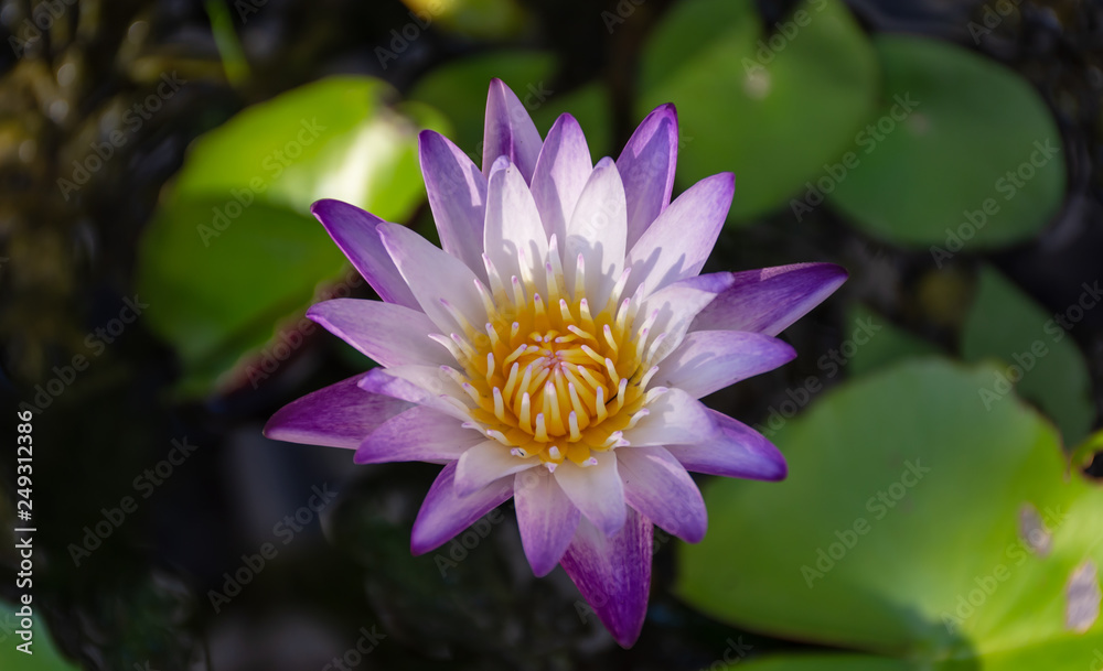 A Lotus blooming in the morning. A Lotus blooming in the morning.