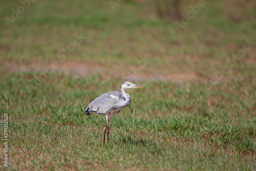 Grey Heron Birds