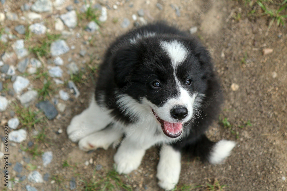 A cute puppy of a border collie is sitting and looking up. It looks very happy and satisfied