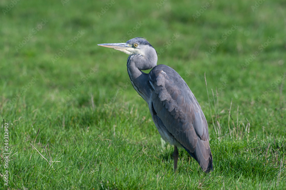 Grey Heron Birds Grey Heron Birds