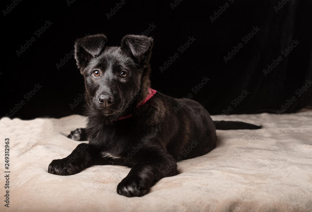 One cute little black puppy dog are lying on a soft pink bedspread on a black background