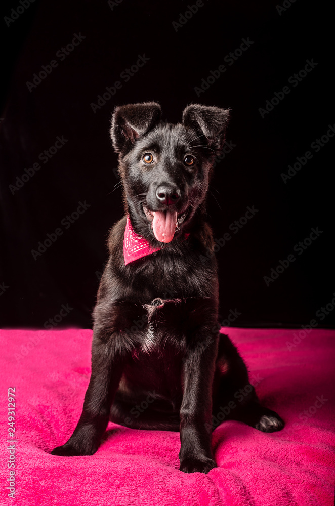 One cute little black puppy dog are lying on a soft pink bedspread on a black background