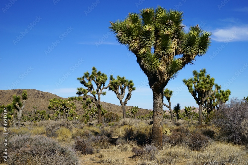 Several joshua trees and some distant hills on a hot sunny day in Joshua Tree National Park