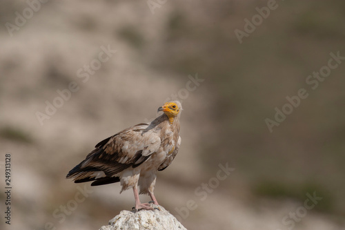 Egyptian Vulture Birds Animal