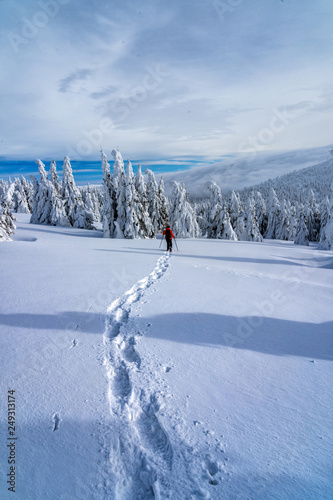 Winter sport activity. Woman hiker hiking with backpack and snowshoes snowshoeing on snow trail forest. photo