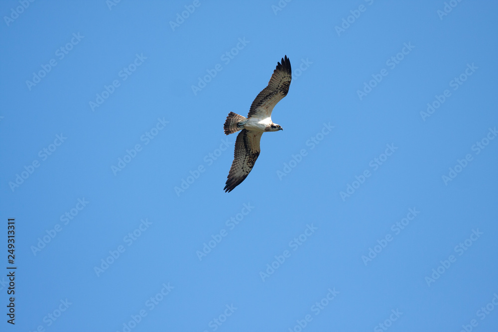 Obraz premium Western Osprey Birds