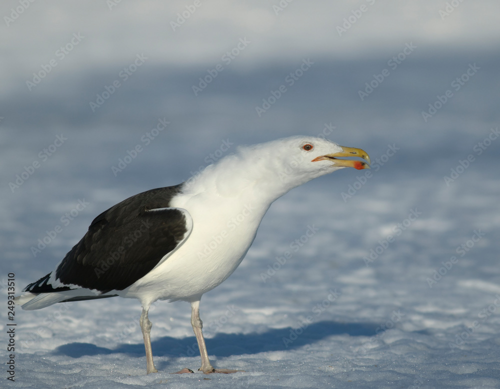 Fototapeta premium Great black-backed gull
