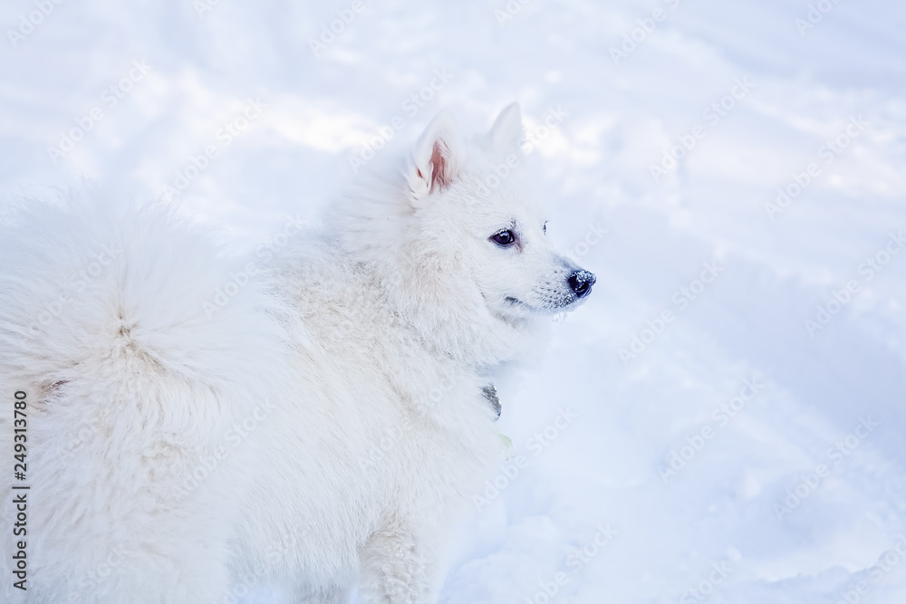 Fototapeta premium White dog Spitz walks in winter on snow