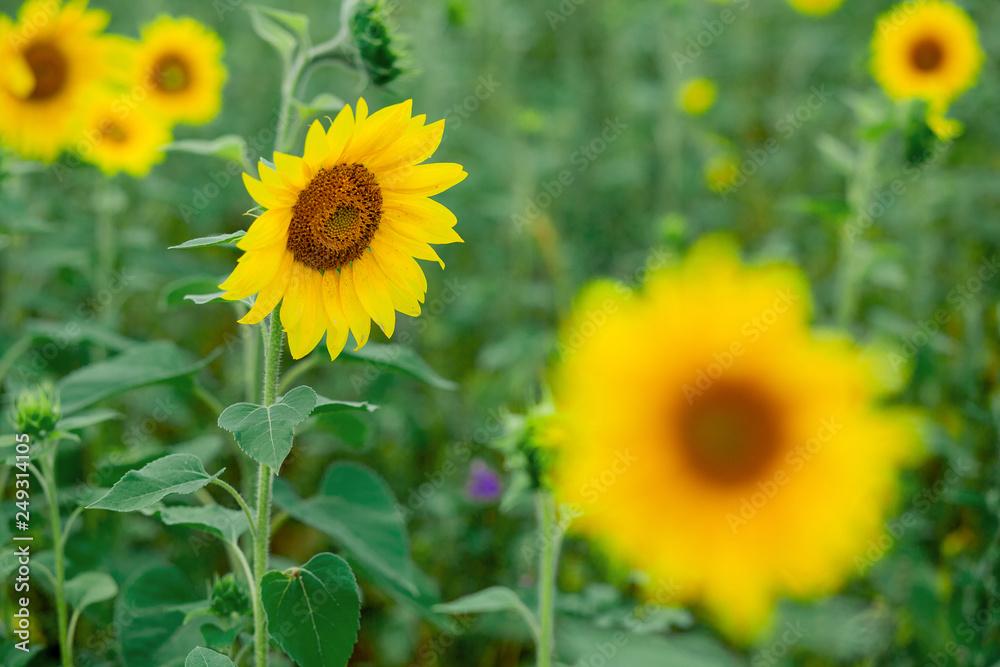 sunflower close up