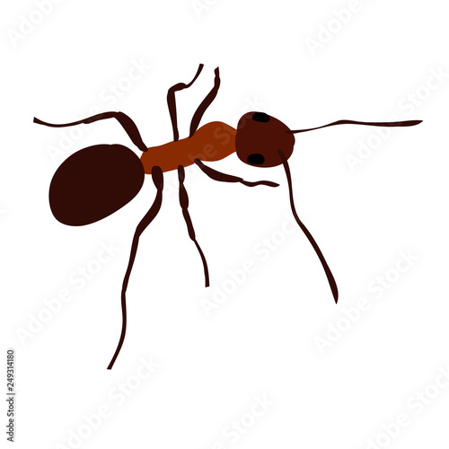 ant, insect, brown on white background
