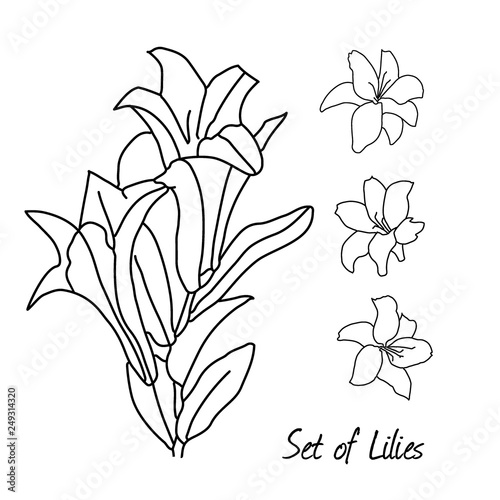 Hand Drawn Elements Flowers Lilies on a white background. Set of Isolated vector illustration in line art style. Template card, invitation, banner, tattoo, design element
