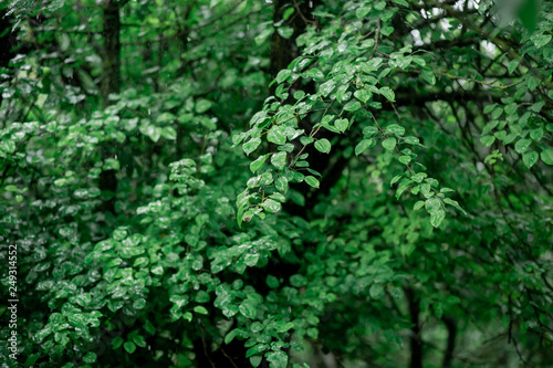 Fototapeta Naklejka Na Ścianę i Meble -  Green leaves of a tree after the rain