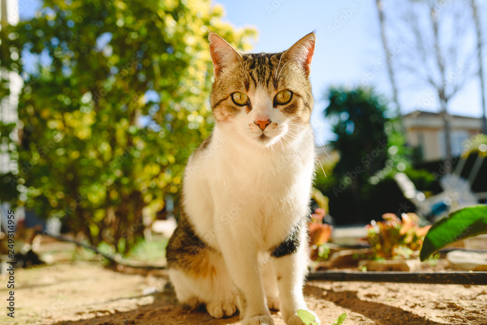 Portrait of a well-fed white and brown common cat. Portrait of a well-fed white and brown common cat.