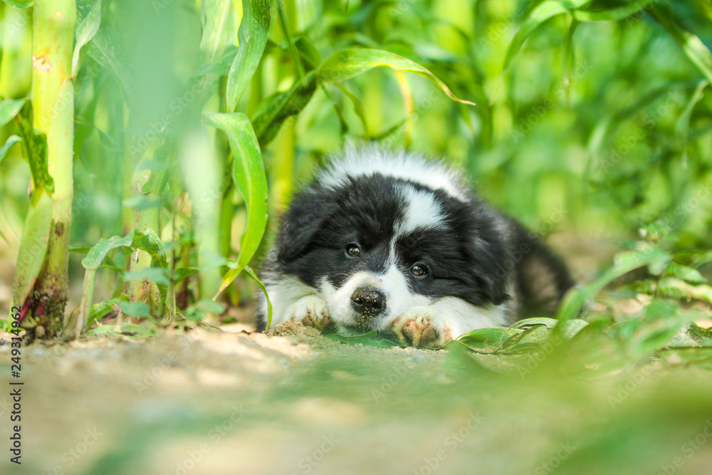 A portrait of a cute happy puppy of the border collie, posing in the grass and looking like smiling. 